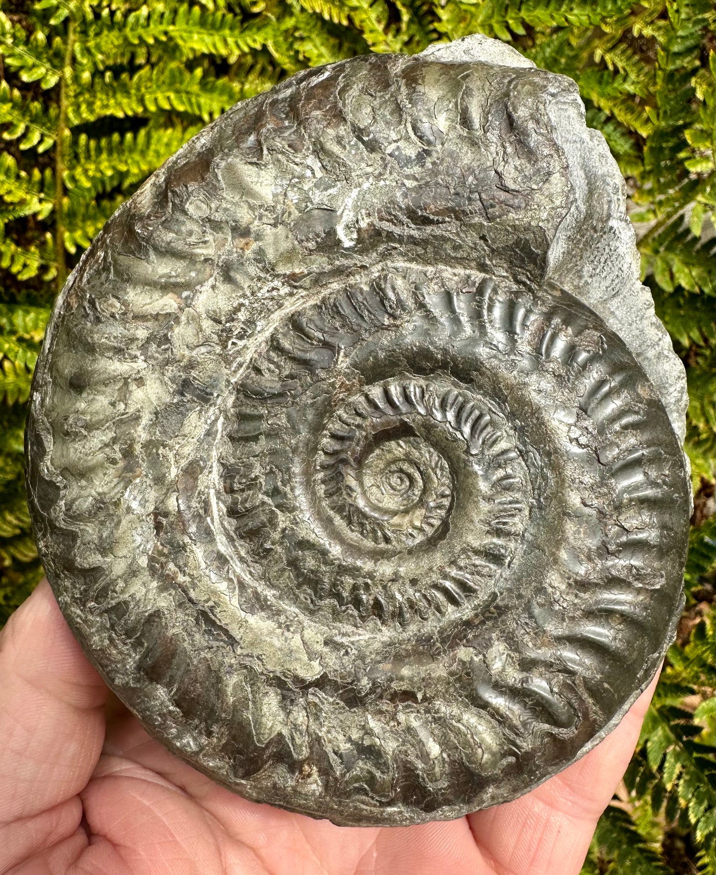 Hildoceras Lusitanicum ammonite fossil - Whitby, North Yorkshire, England.