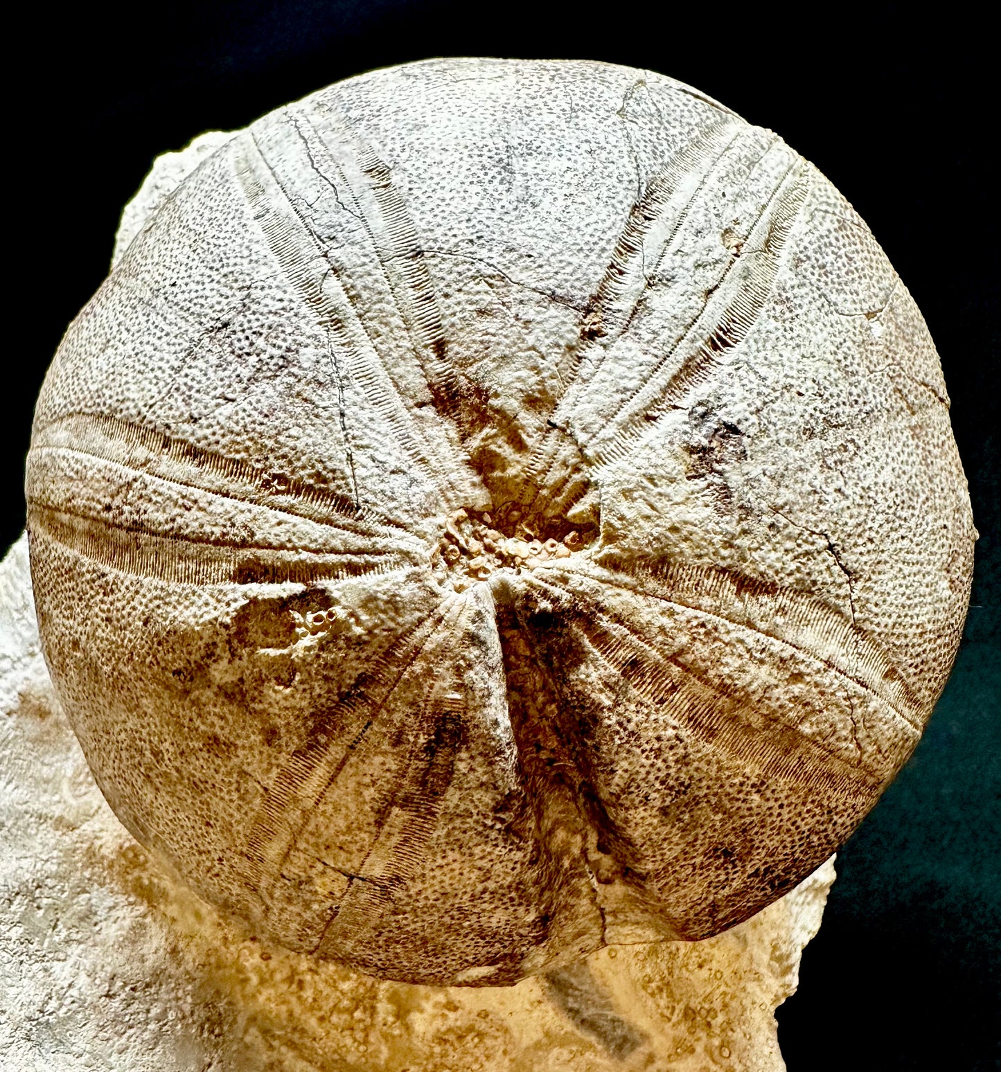 Echinoid [Clypeus plotti] – Jurassic – UK