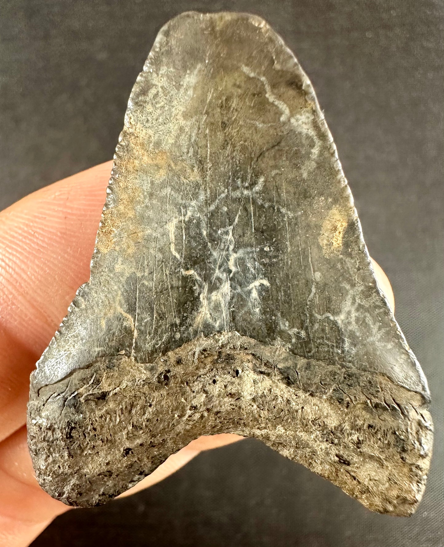 Megalodon Shark Tooth - Miocene - South Carolina - USA