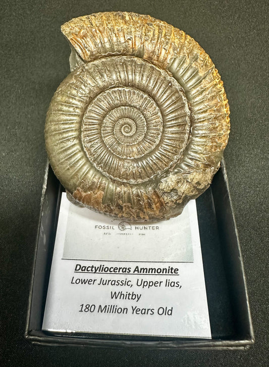 Dactylioceras Ammonite Fossil