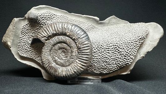 Sculptured by Mark. British Lower Jurassic, Upper Lias Ammonite from Whitby, North Yorkshire, England.  Dactylioceras athleticum