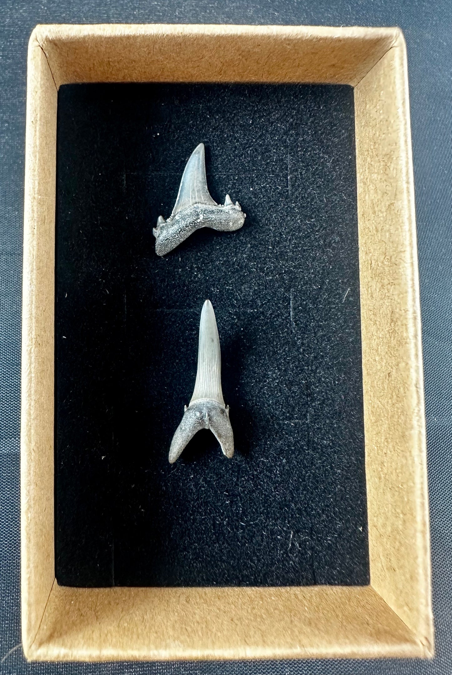 Two sharks teeth from the Eocene Ypresian London Clay on the Isle of Sheppey UK, circa 48 - 52 MYO.