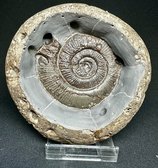 Bowled out specimen. Dactylioceras semicelatum ammonite fossil - Whitby, North Yorkshire Jurassic Coast