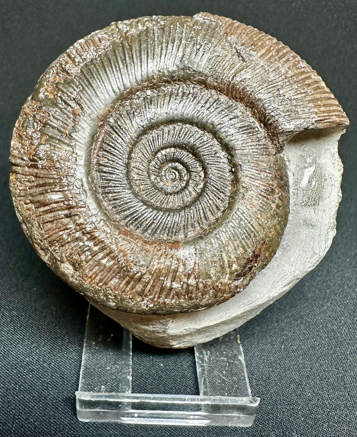 Dactylioceras semicelatum ammonite fossil - Whitby, North Yorkshire Jurassic Coast