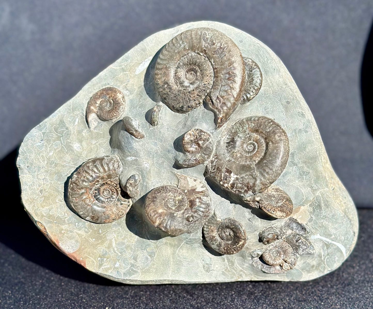 Grammoceras multi
