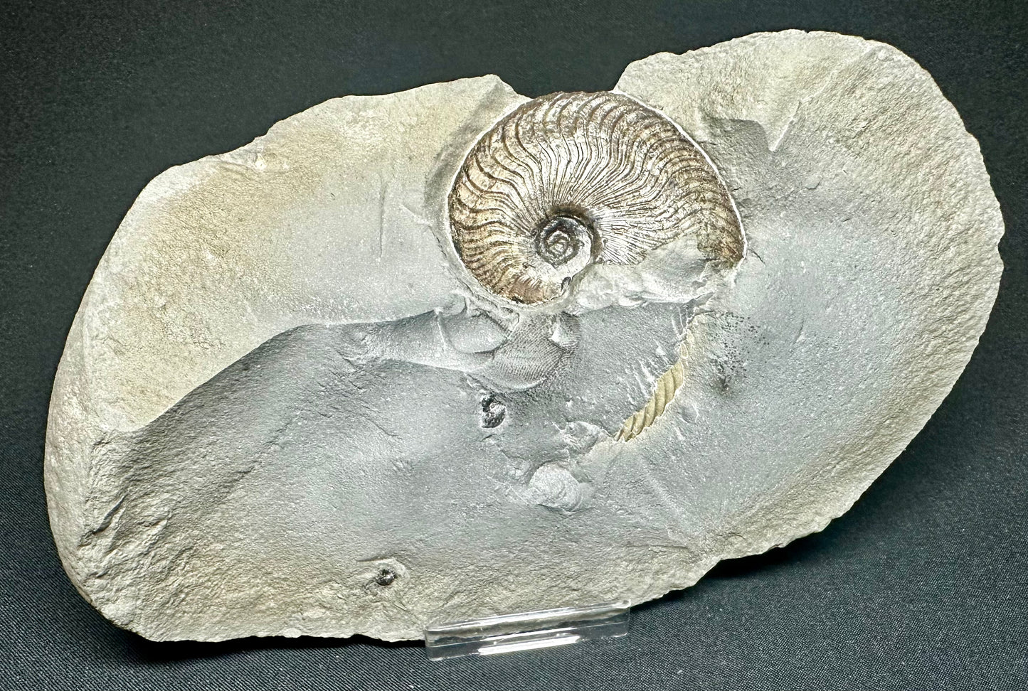 British Lower Jurassic, Upper Lias Ammonite Cluster from Sandsend, Whitby, North Yorkshire, England.   Cleviceras elegans