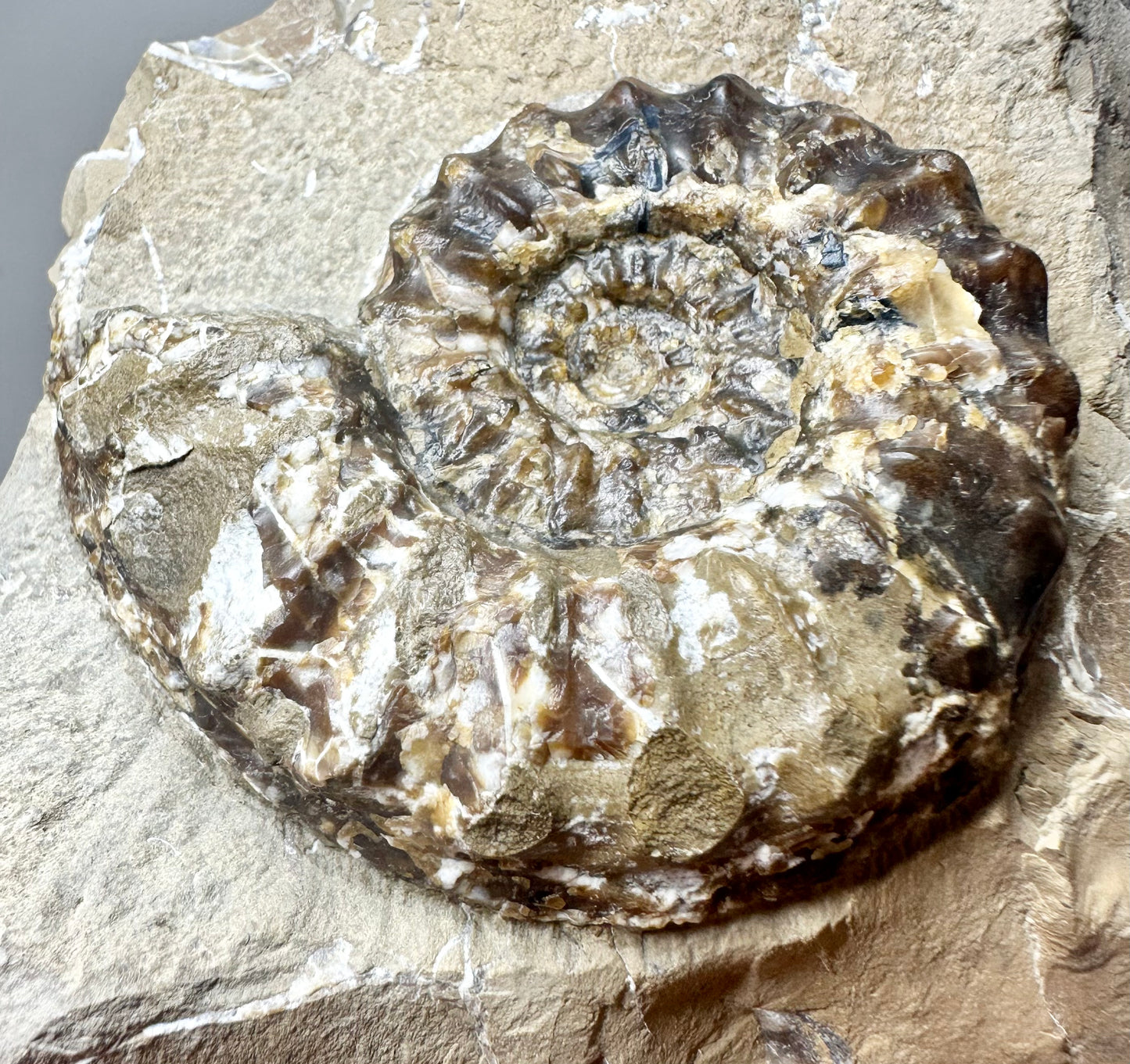 Pleuroceras sp. Ammonite fossil, Jurassic Coast, North Yorkshire.