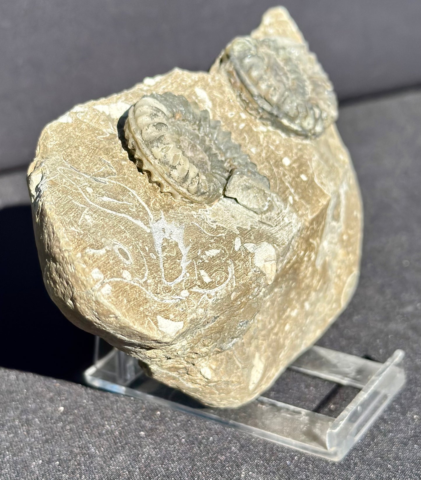 Coroiceras Ammonites