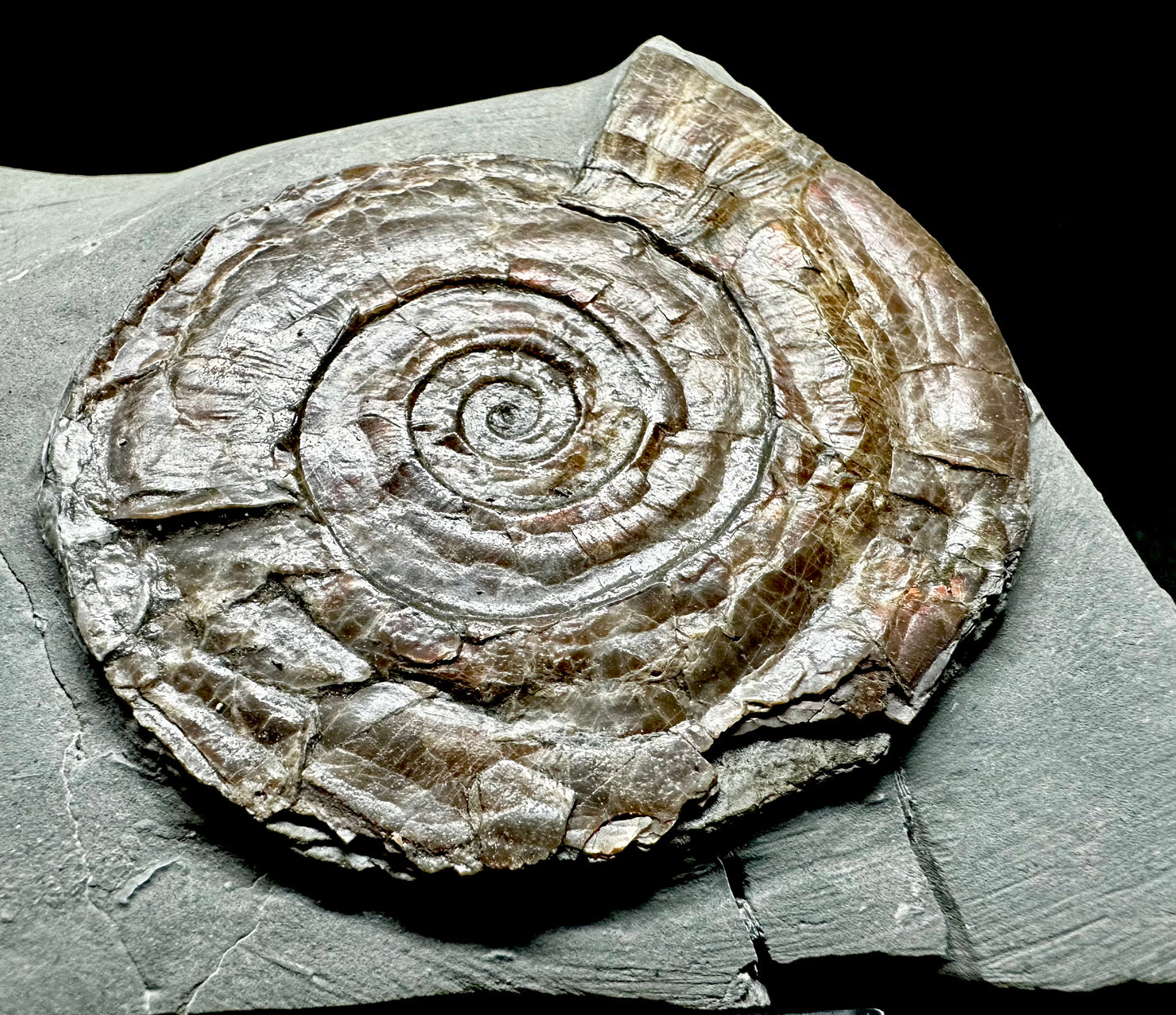 Iridescent Lower Lias, Lower Jurassic Ammonite from North Somerset Psiloceras planorbis