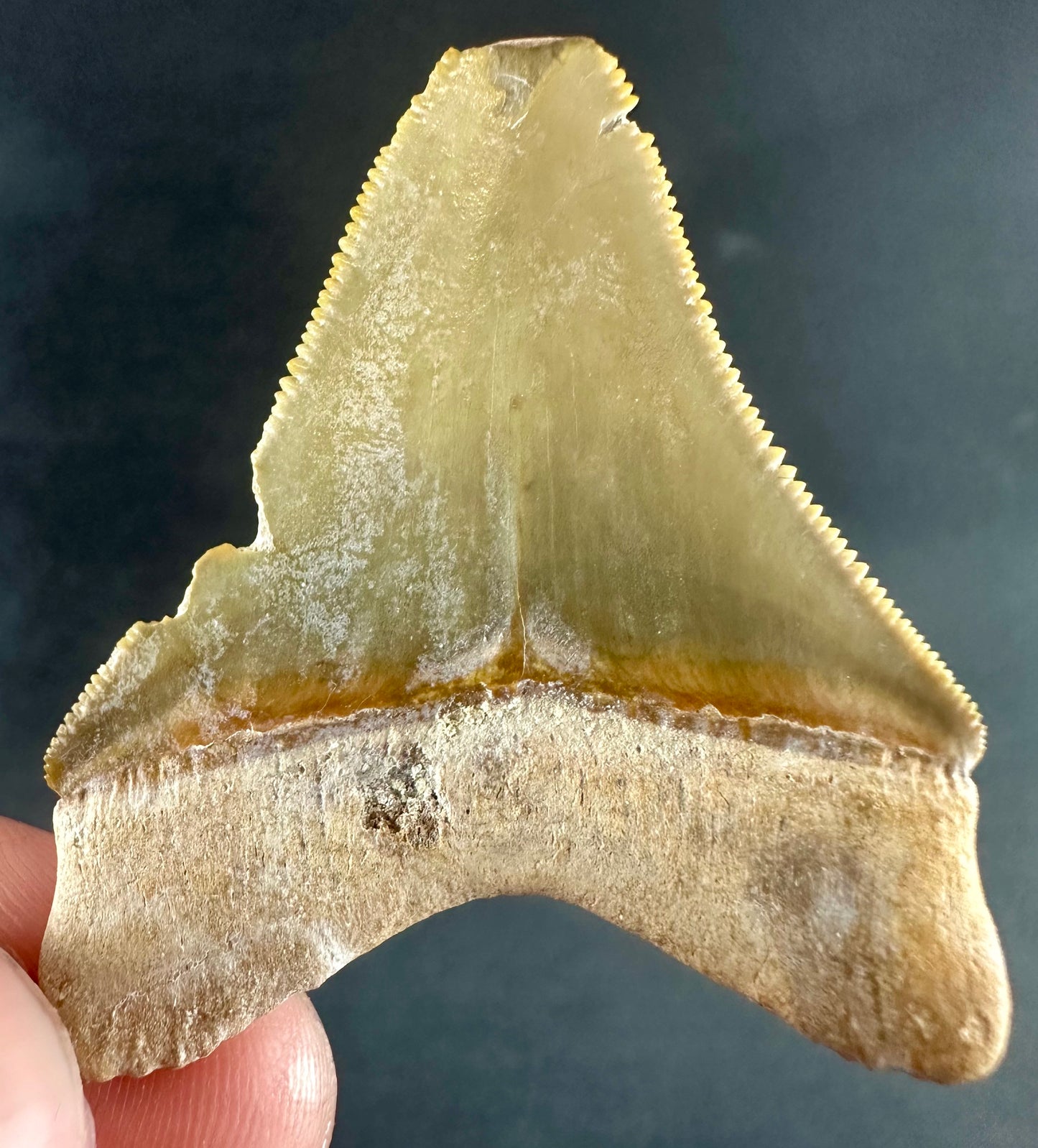 Megalodon Shark Tooth - Miocene - South Carolina - USA