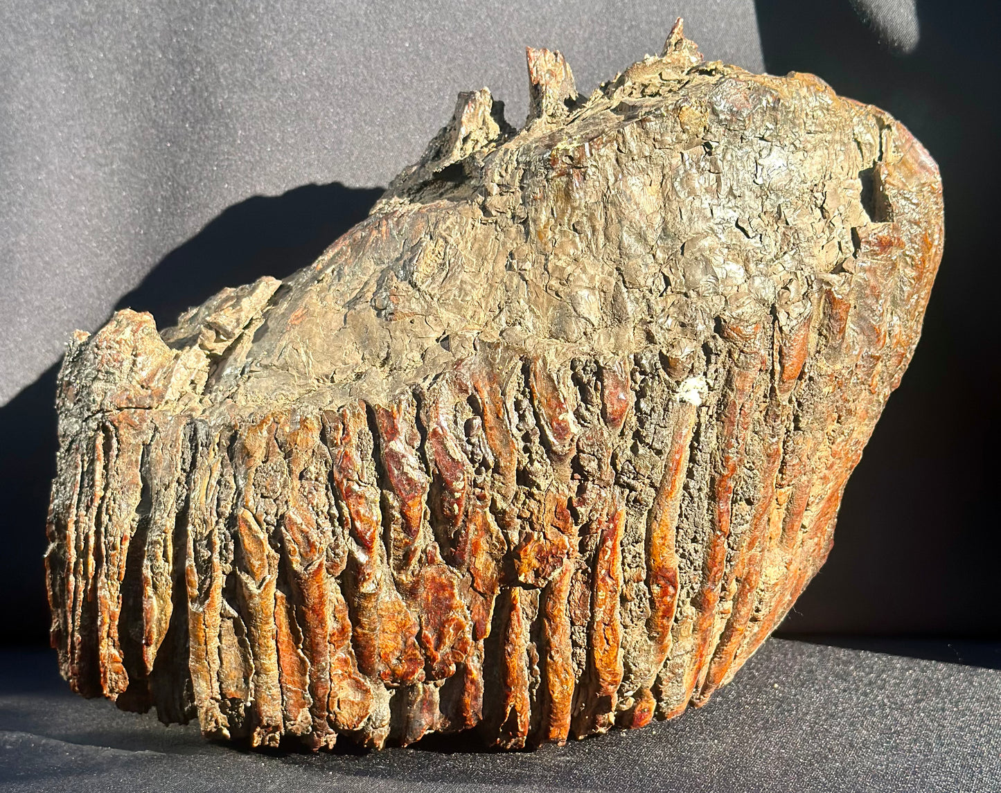 Woolly Mammoth Tooth