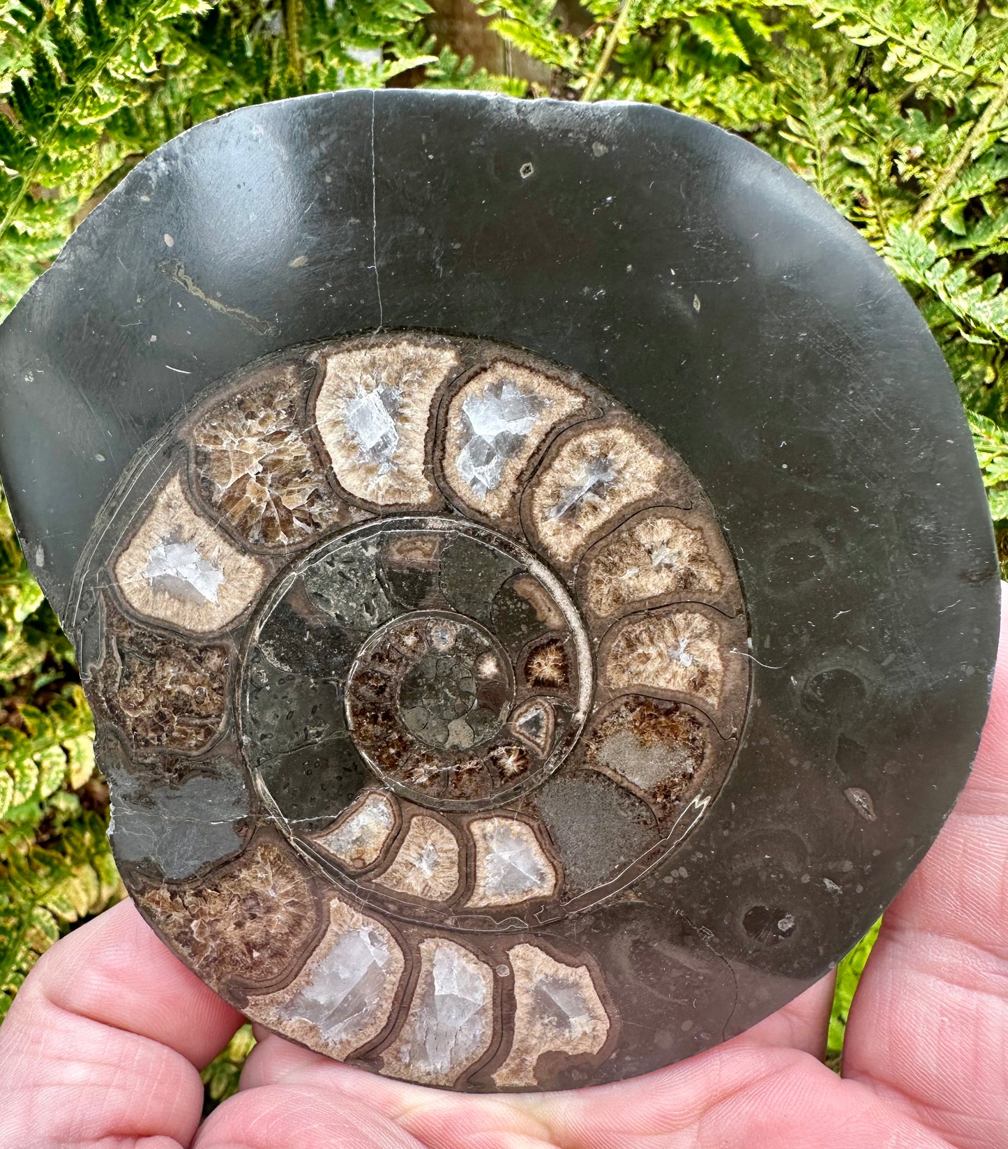 Polished Yorkshire Ammonite, Whitby, North Yorkshire, England.