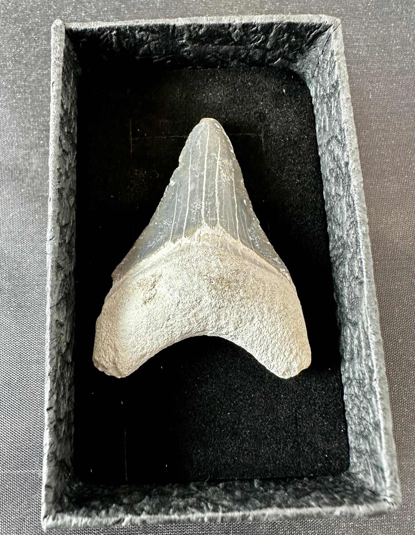 Bone Valley Megalodon Tooth