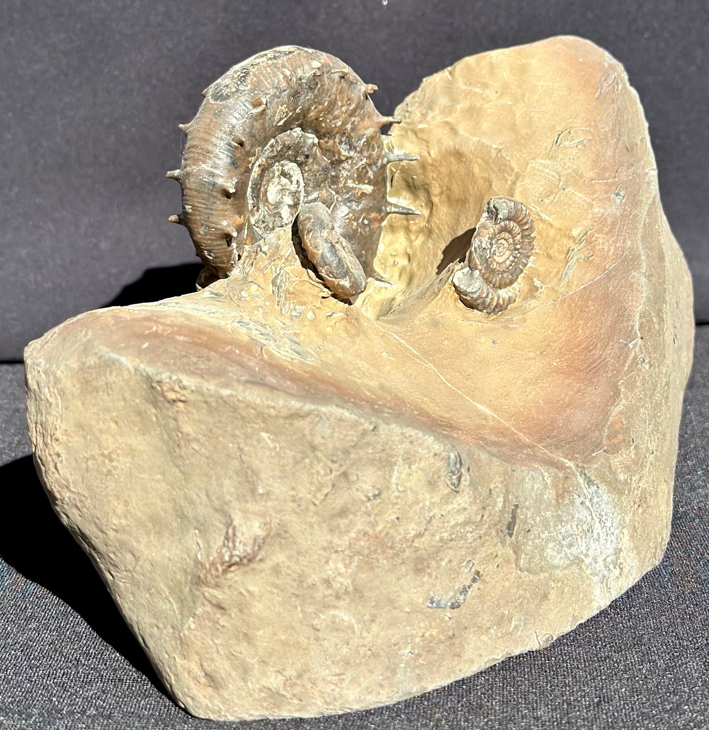 Eteoderoceras Ammonite RARE
