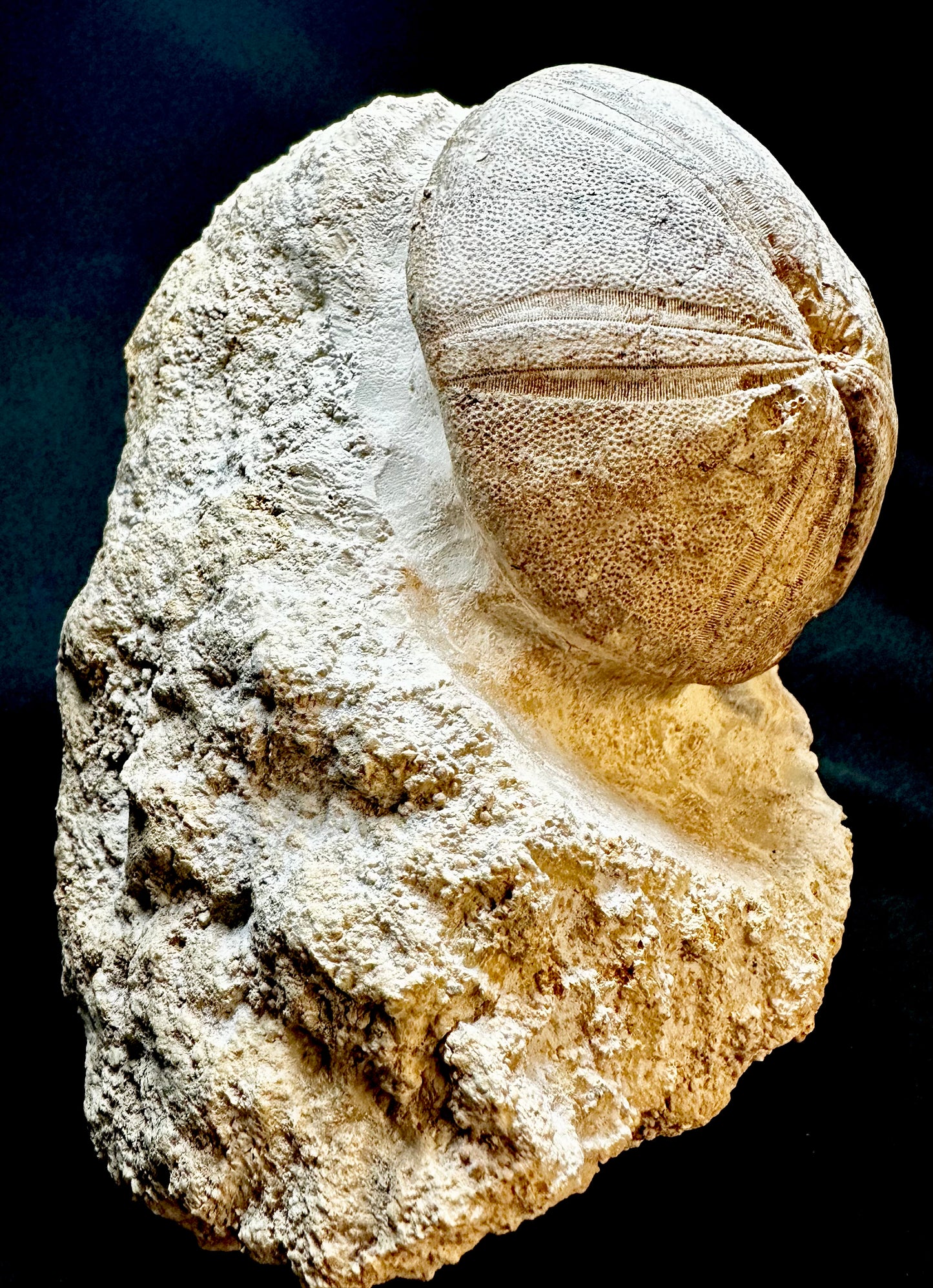 Echinoid [Clypeus plotti] – Jurassic – UK