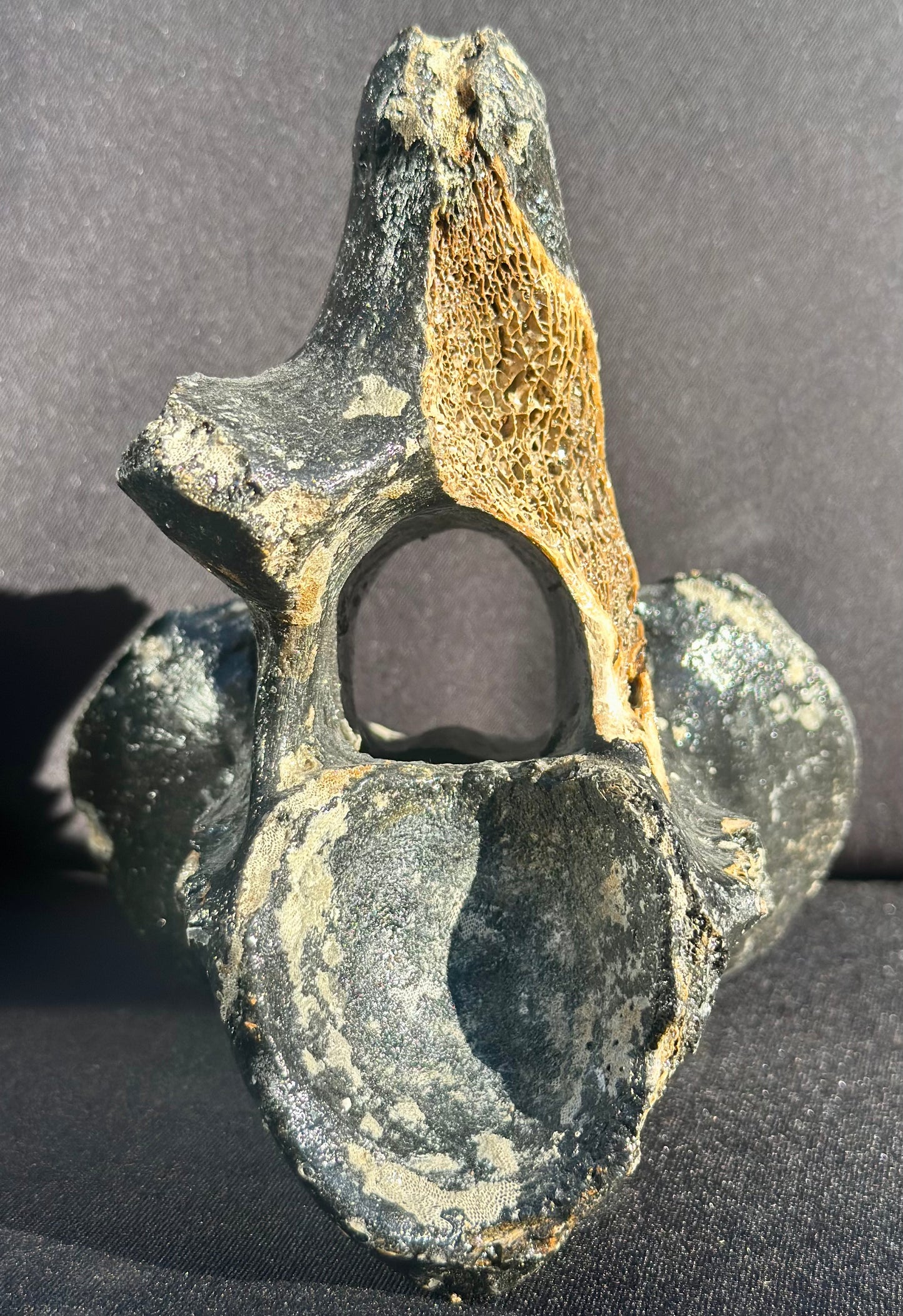 Irish Elk Vertebra