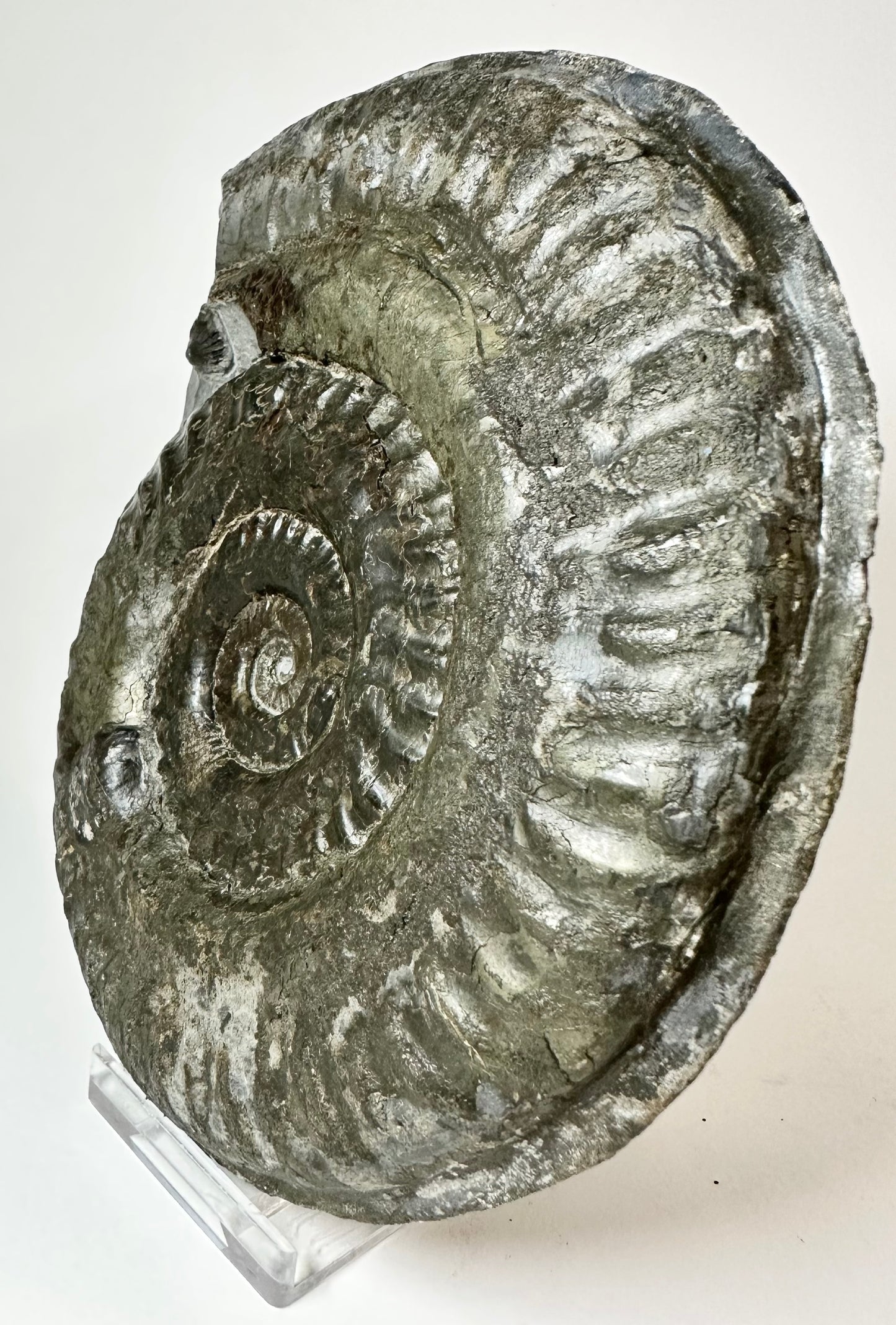 Hildoceras Lustanicum Ammonite, Jurassic coast, North Yorkshire, Whitby.