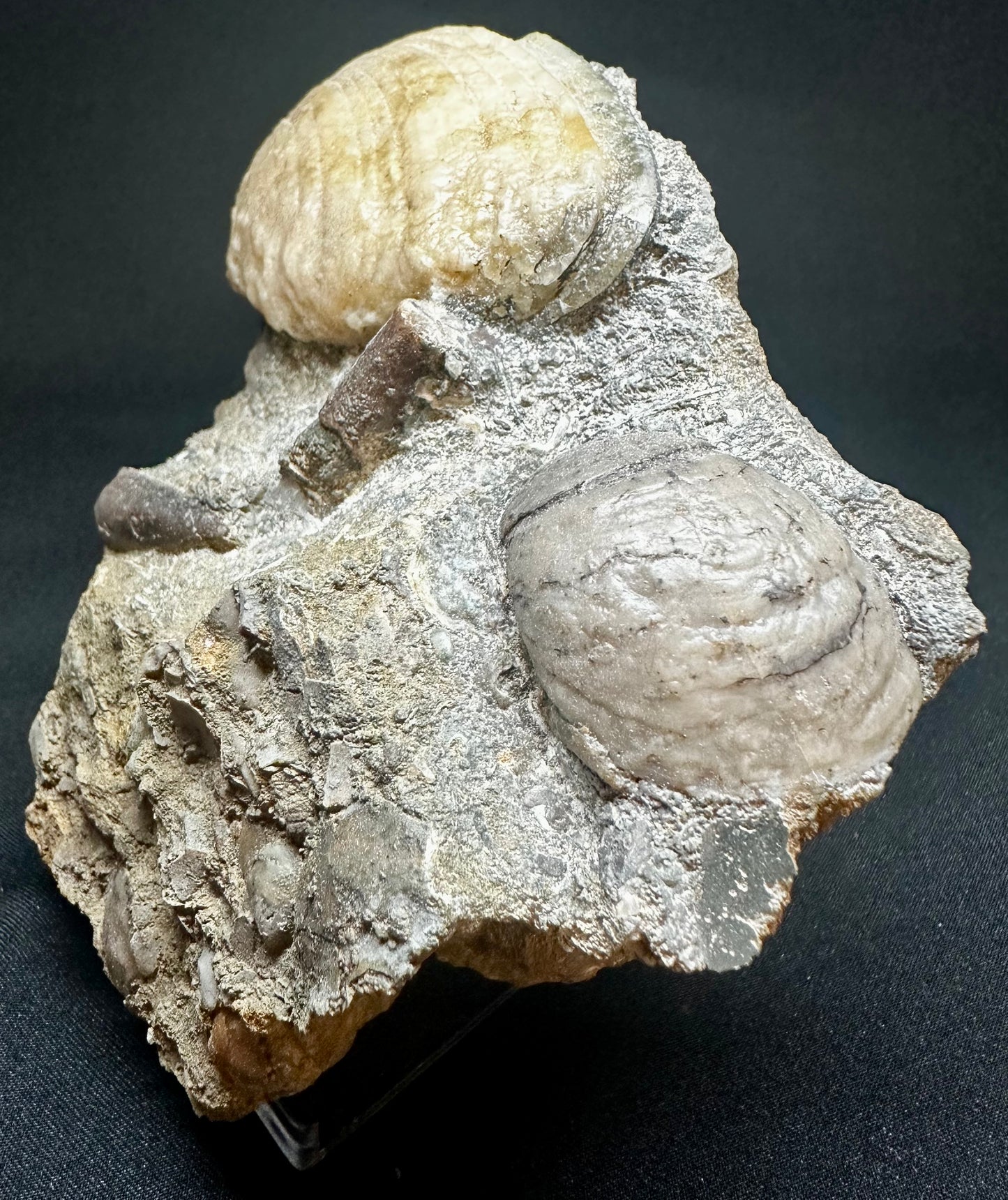 Cardinia Sp Fossil Bivalve, Scunthorpe, England. Lower Lias, Lower Jurassic, 200 Million Years Old.