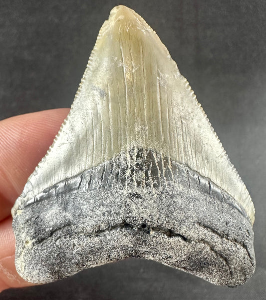 Megalodon Shark Tooth - Miocene - South Carolina - USA