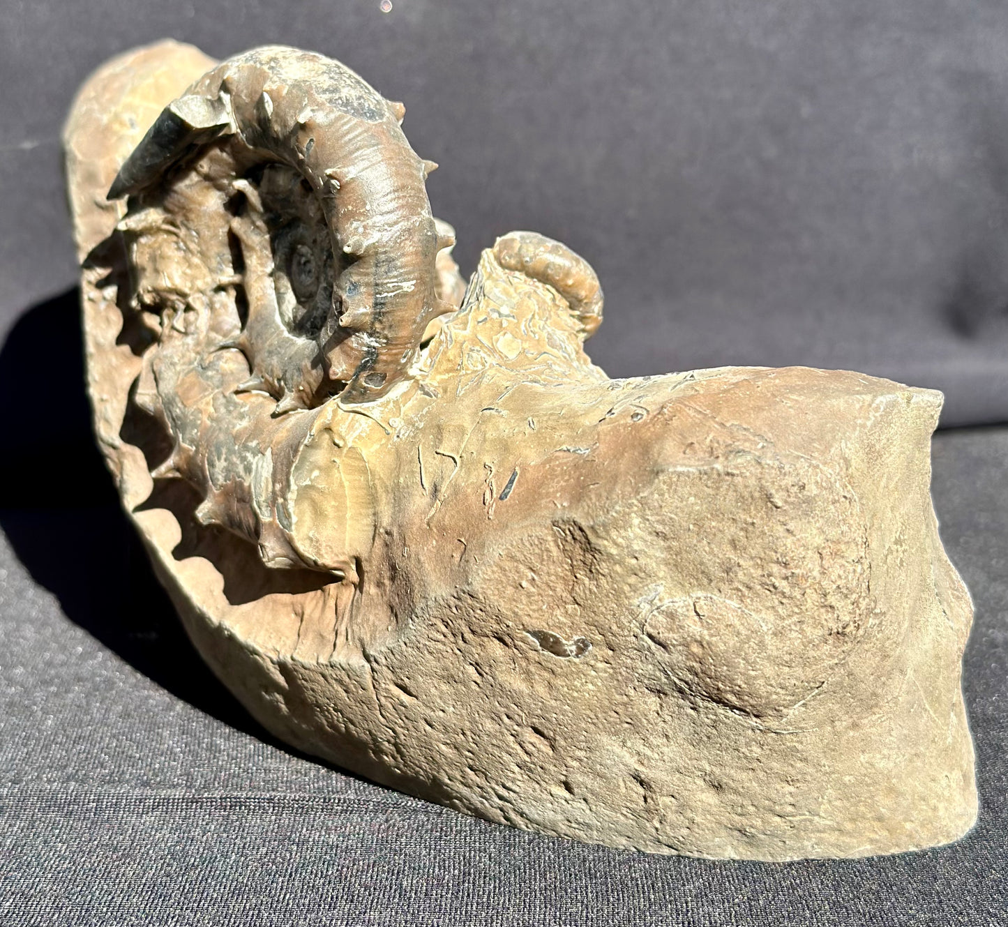 Eteoderoceras Ammonite RARE