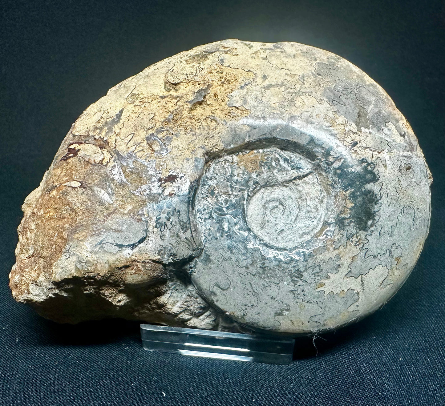 Polished Harpoceras Ammonite