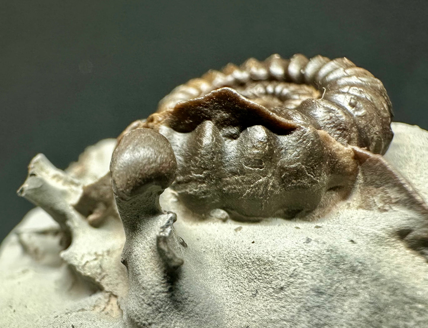 Lower Jurassic, Lower Lias Ammonite from Robin Hoods’s Bay, North Yorkshire, England Gagaticeras gagateum