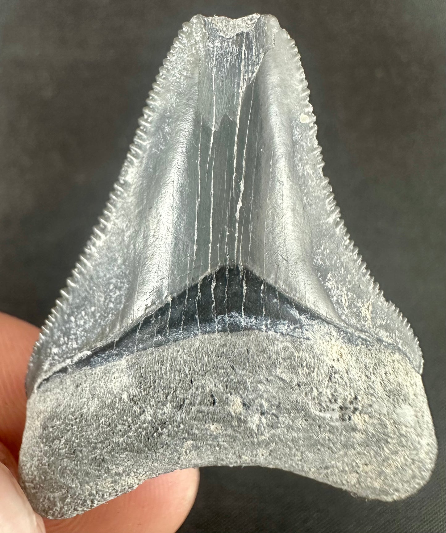 Bone Valley Megalodon Tooth