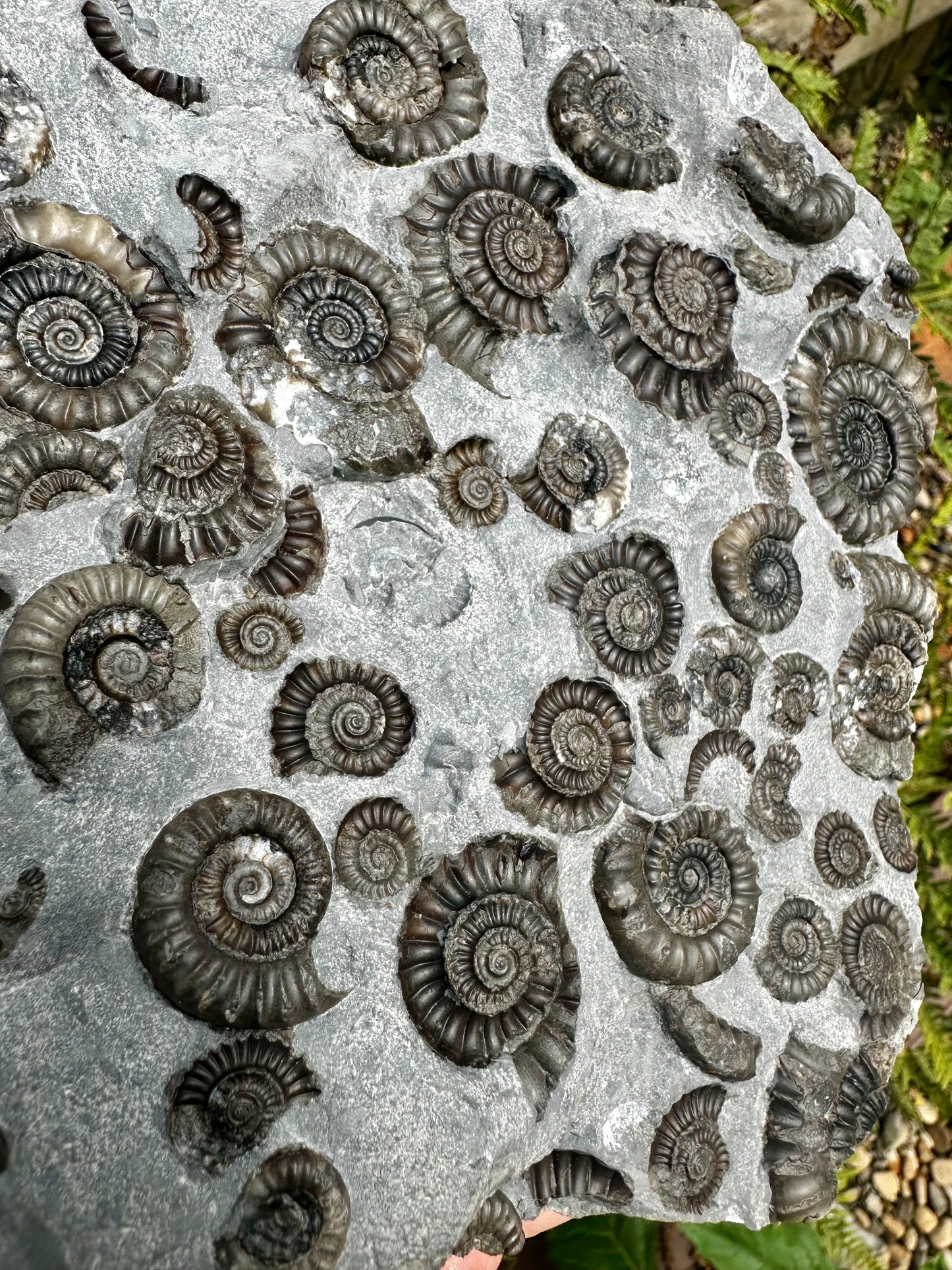 Arnioceras Semicostatum ammonite multi block fossil, Holderness coast, East Yorkshire, England