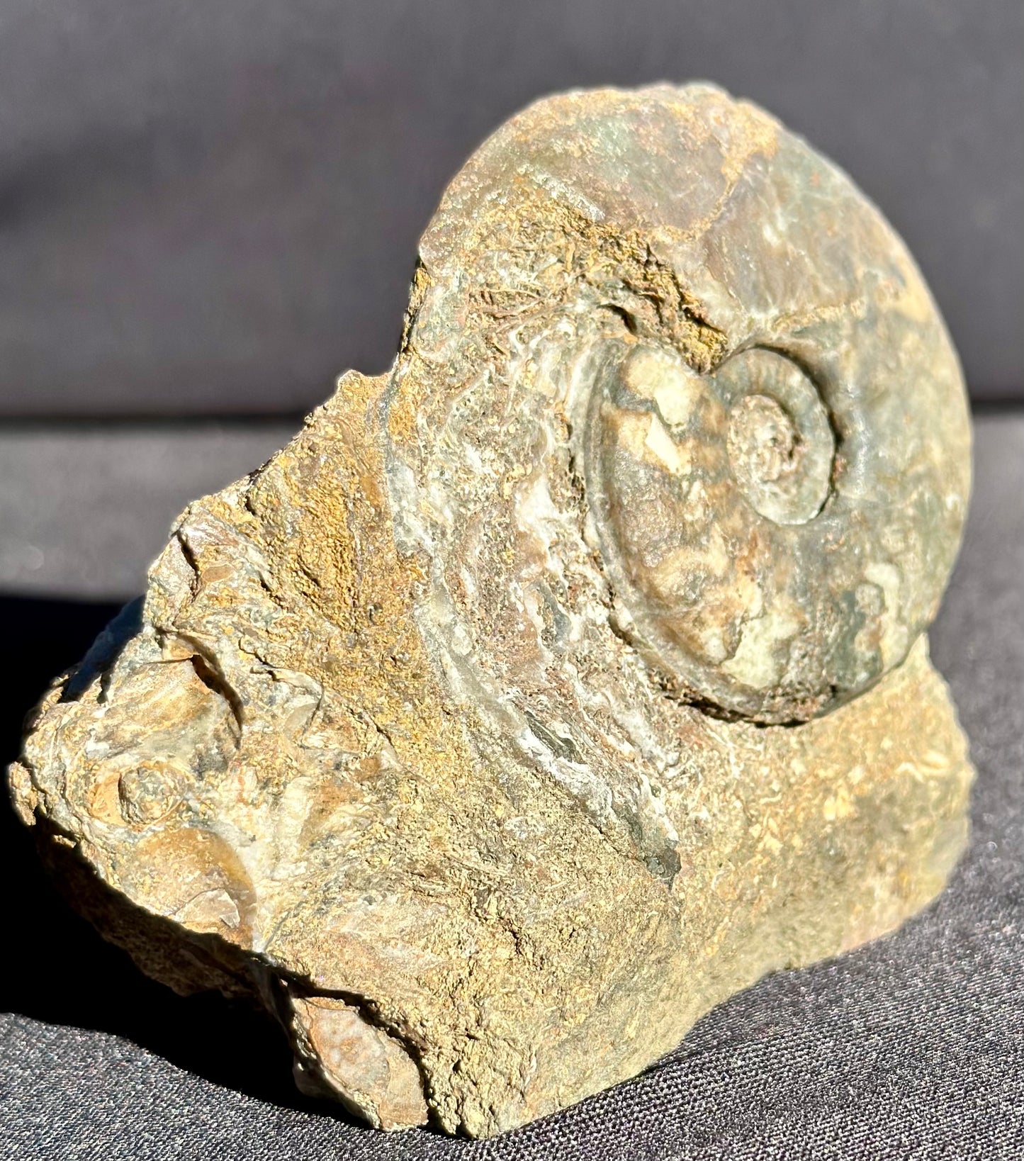 Eparietites Ammonite Scunthorpe