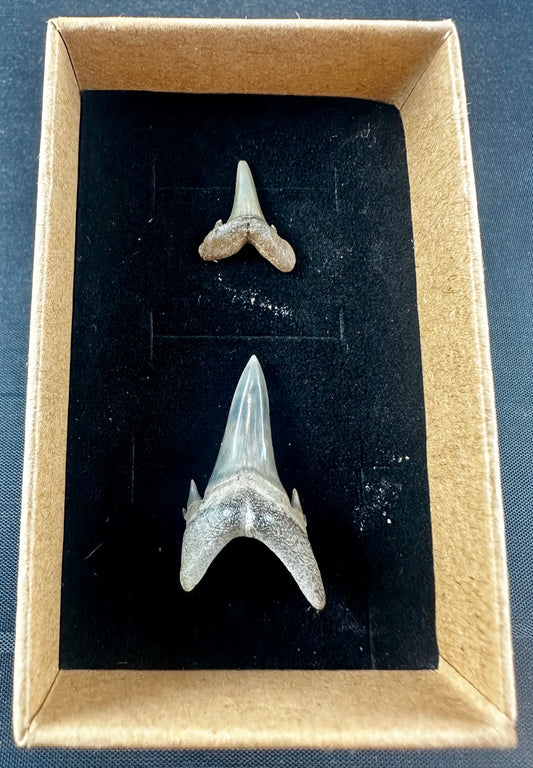 Two sharks teeth from the Eocene Ypresian London Clay on the Isle of Sheppey UK, circa 48 - 52 MYO.