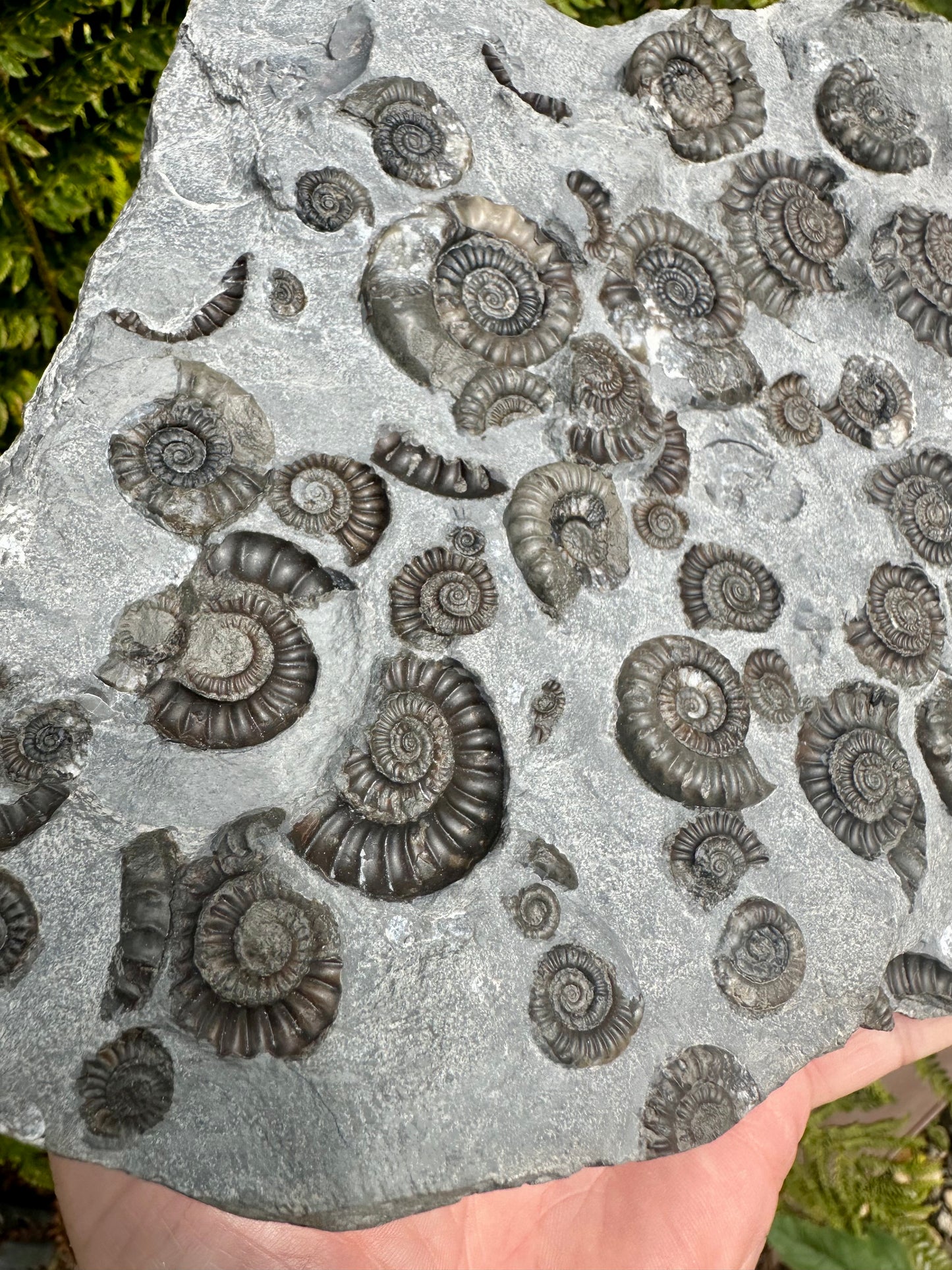 Arnioceras Semicostatum ammonite multi block fossil, Holderness coast, East Yorkshire, England