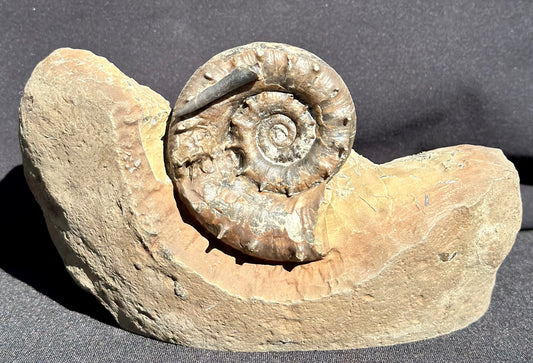 Eteoderoceras Ammonite RARE