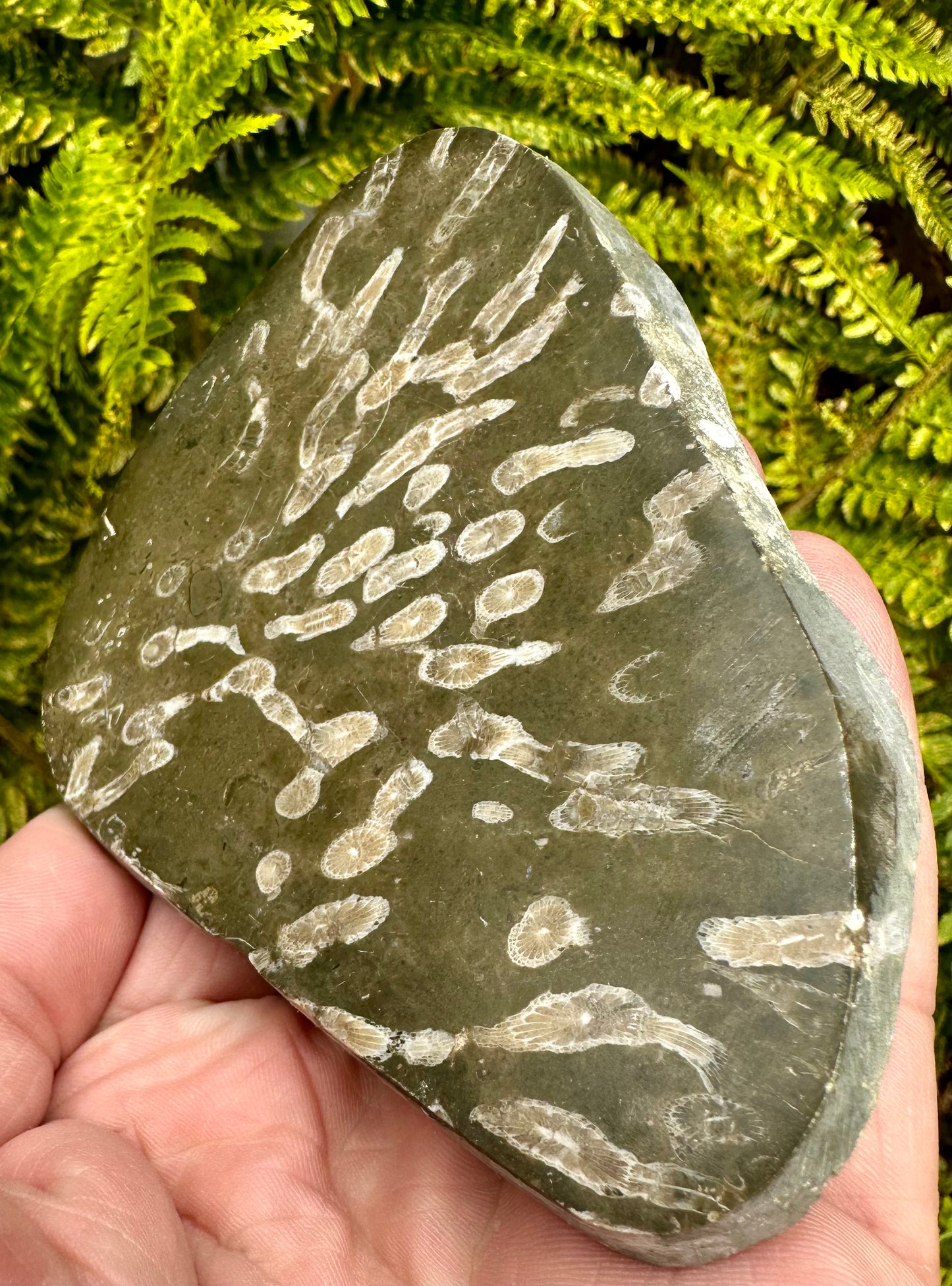 Carboniferous Coral Polished, Mappleton, Holderness Coast, East Yorkshire, England