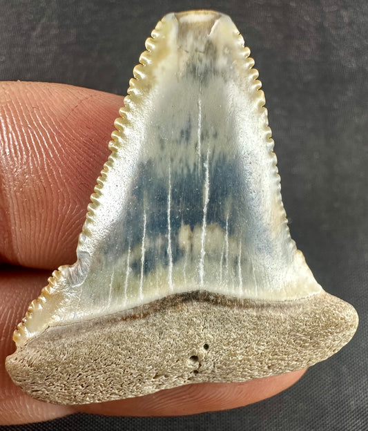 South Carolina Great White Shark Tooth