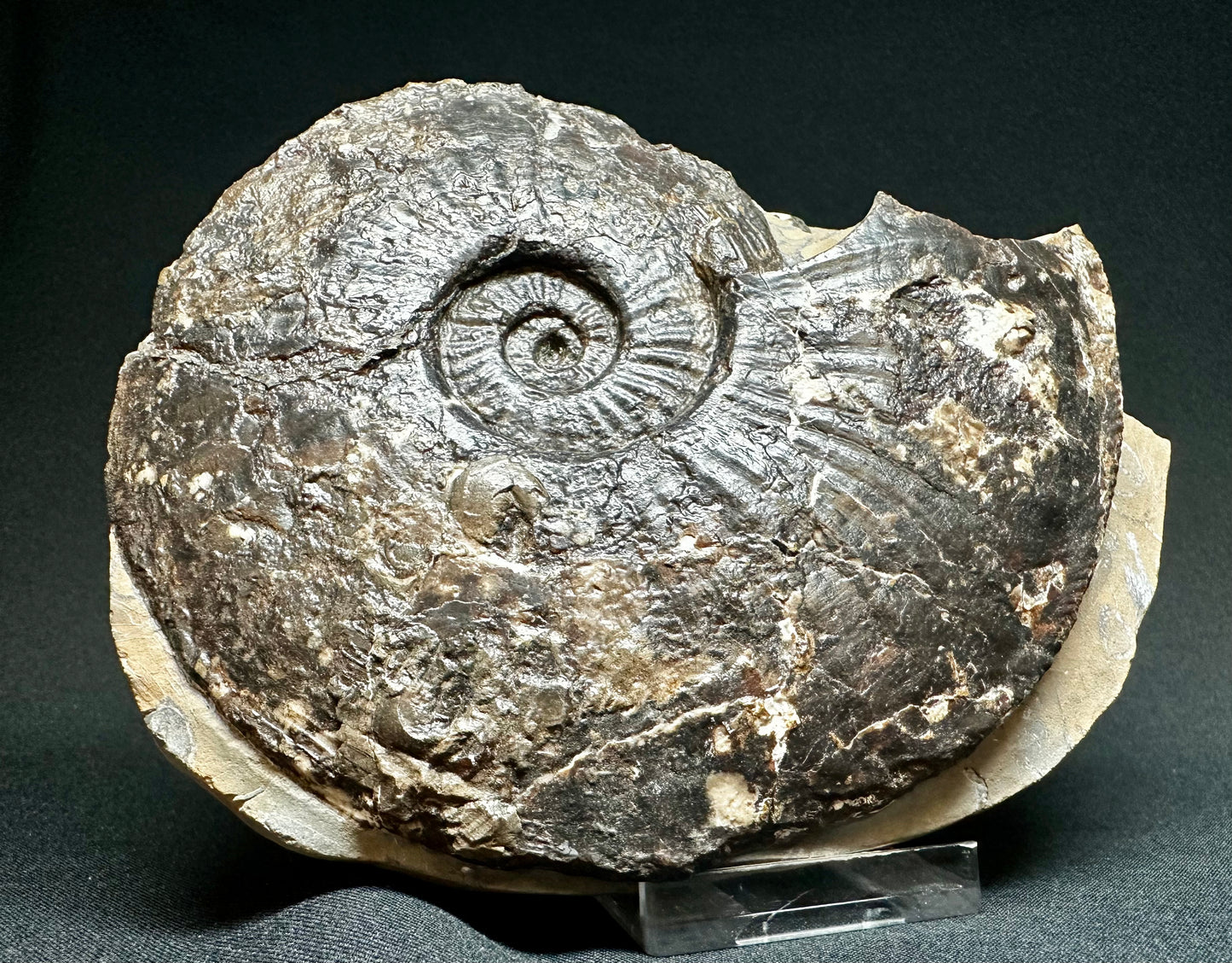 British Lower Jurassic, Middle Lias Ammonite from Skinningrove, North Yorkshire, England.                    Amaltheus stokes