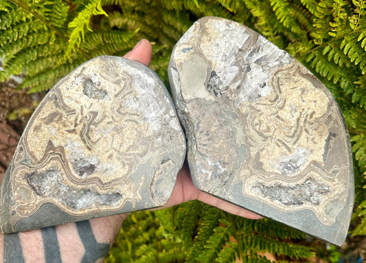 Polished Ammonite Pair with crystals, Mappleton, East Yorkshire, England