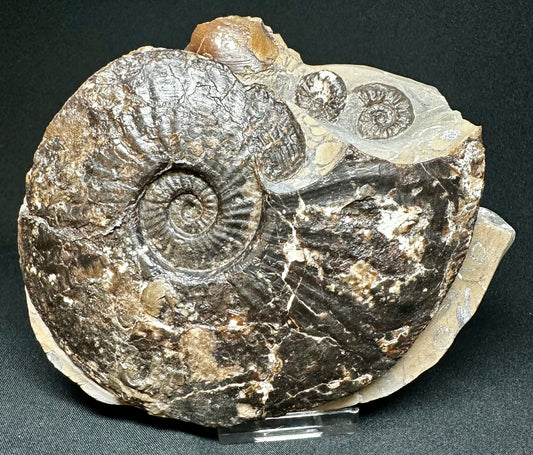 British Lower Jurassic, Middle Lias Ammonite from Skinningrove, North Yorkshire, England.                    Amaltheus stokes