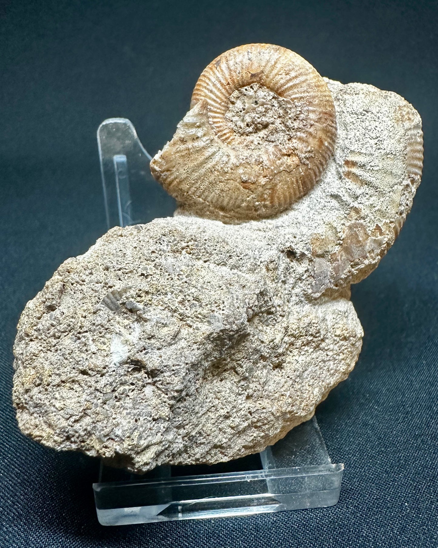 Rare Callovian, Middle Jurassic Ammonite from East Yorkshire, England propranulites so