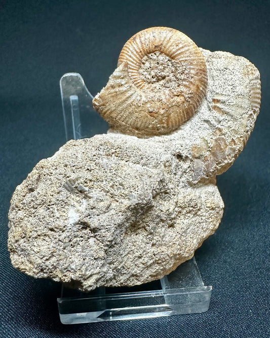 Rare Callovian, Middle Jurassic Ammonite from East Yorkshire, England propranulites so