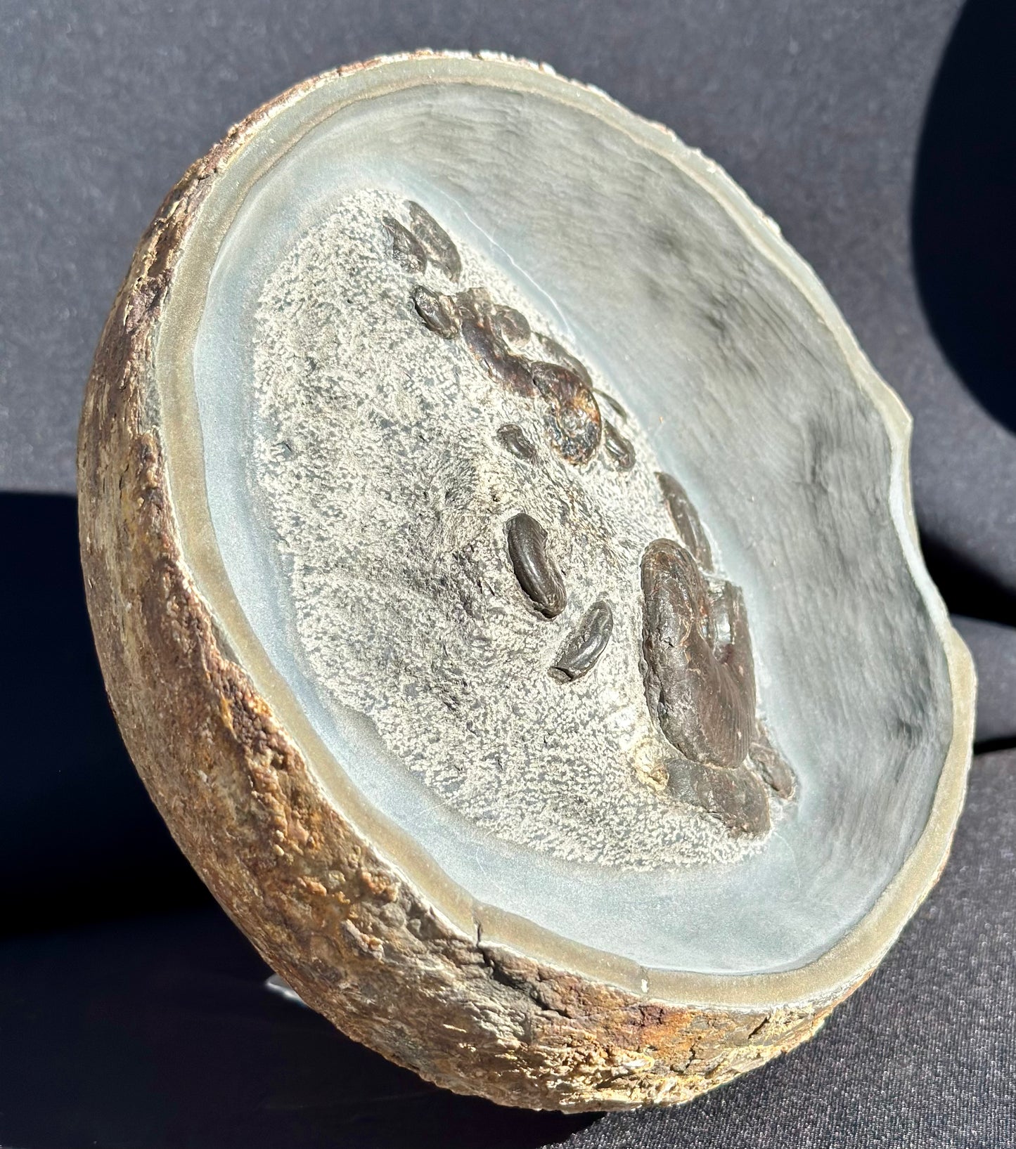 Eleganticeras cannon ball