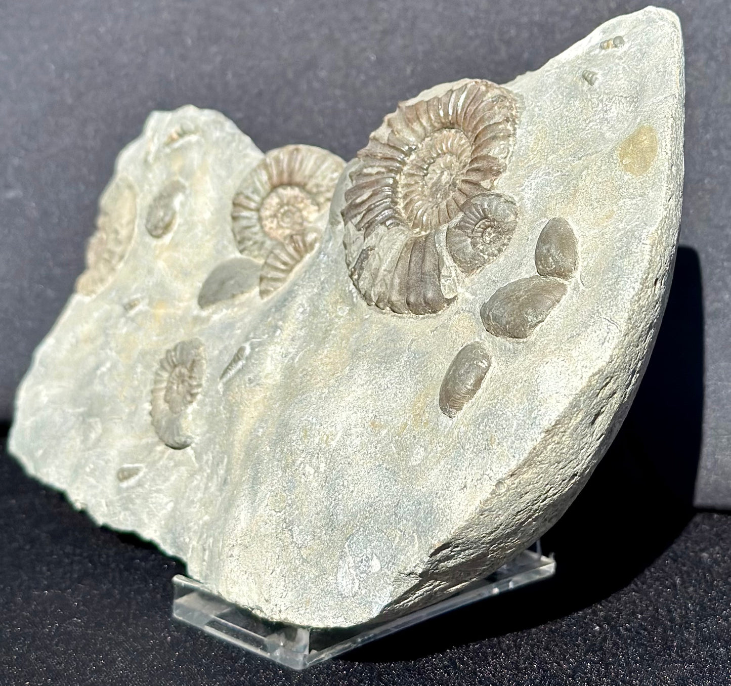 Arnioceras, gastropods and BiValves.