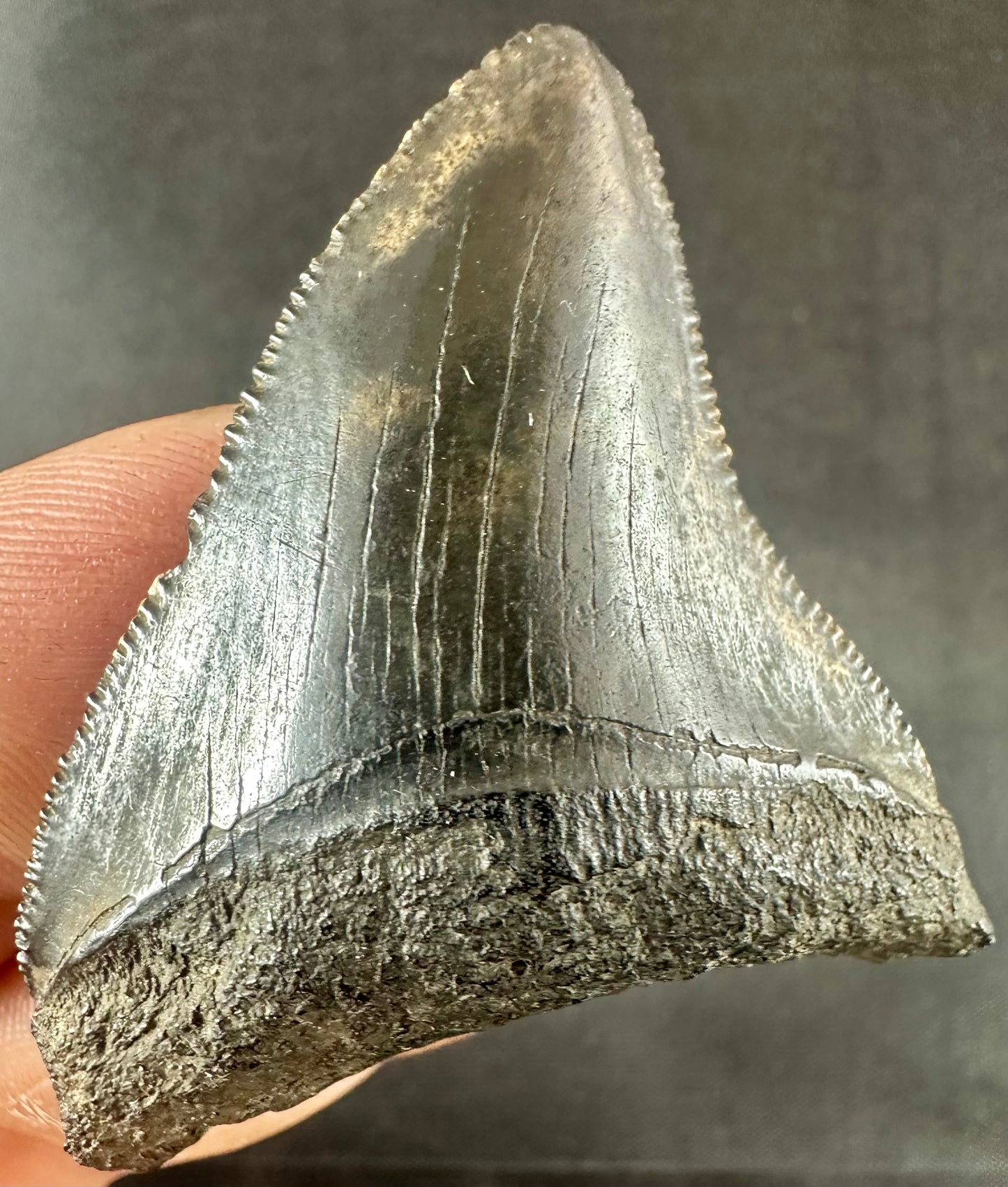 RARE PRESERVATION Megalodon Shark Tooth - Miocene - South Carolina - USA