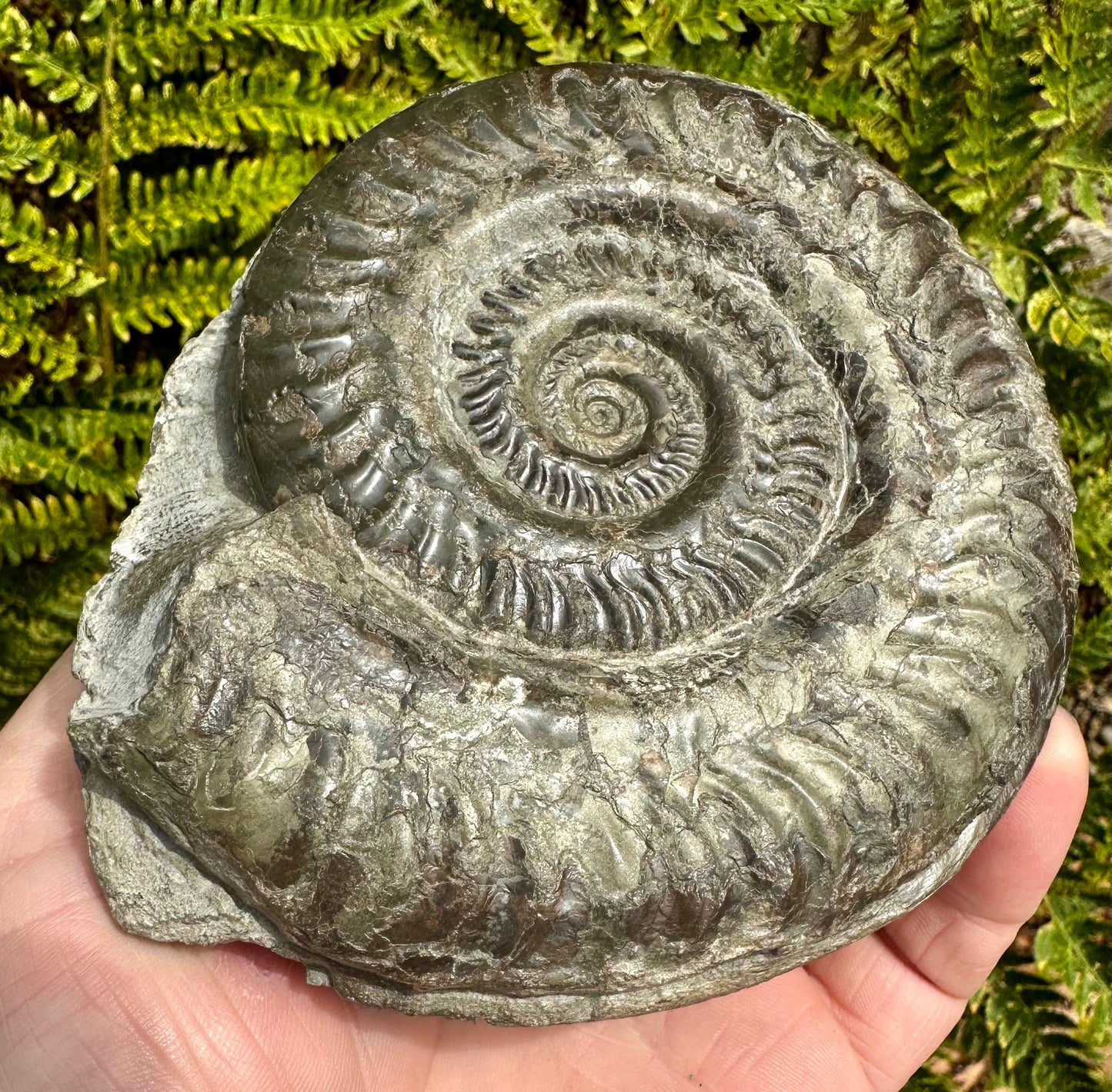 Hildoceras Lusitanicum ammonite fossil - Whitby, North Yorkshire, England.