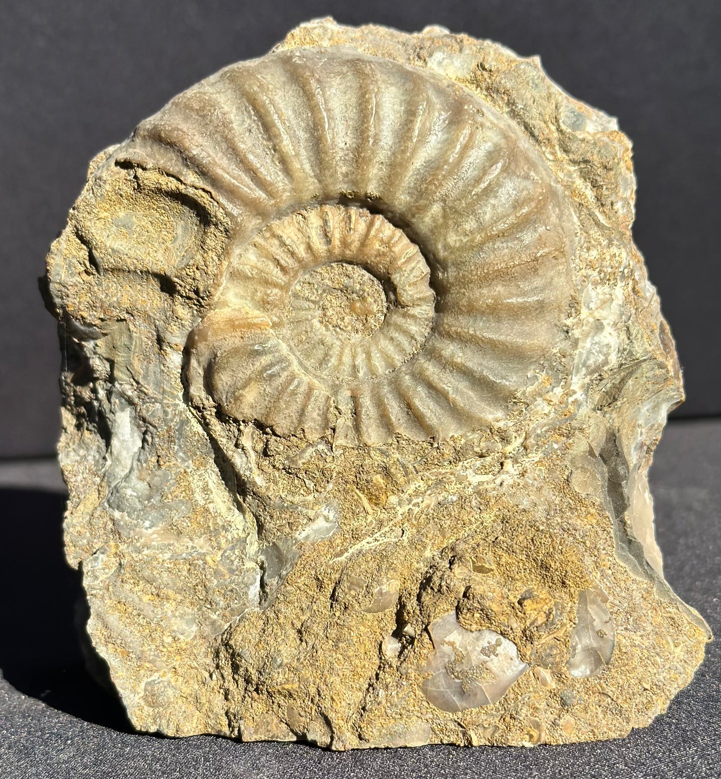 Asteroceras Ammonite Scunthorpe