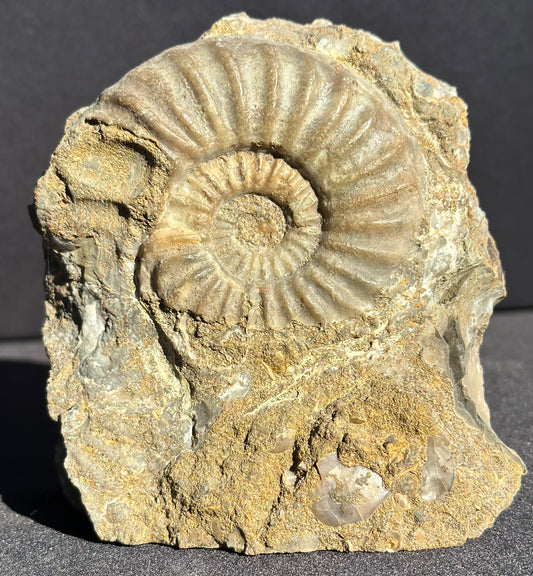 Asteroceras Ammonite Scunthorpe