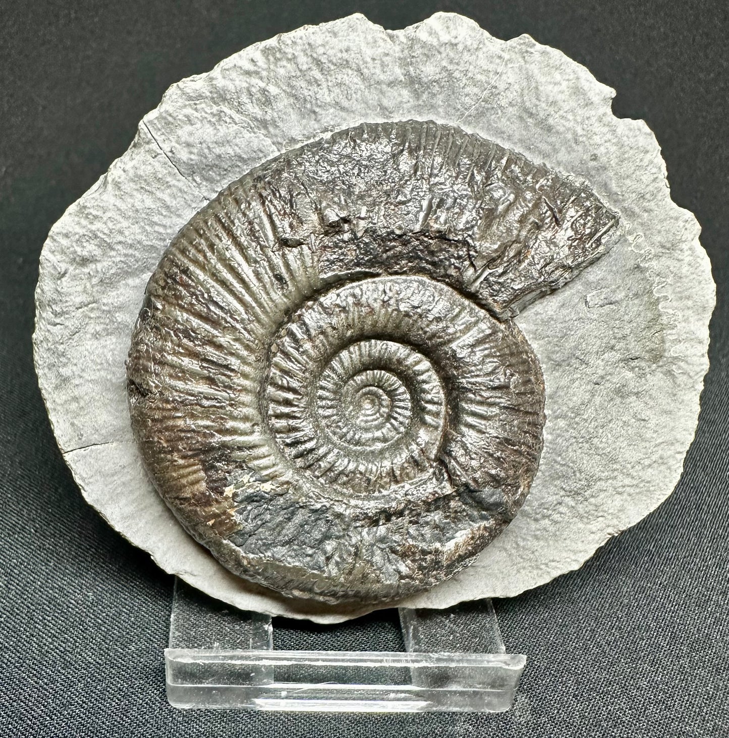 Dactylioceras semicelatum ammonite fossil - Whitby, North Yorkshire Jurassic Coast