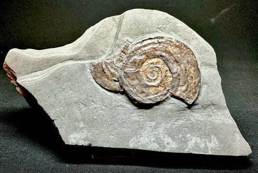 Iridescent Lower Lias, Lower Jurassic Ammonite from North Somerset Psiloceras planorbis