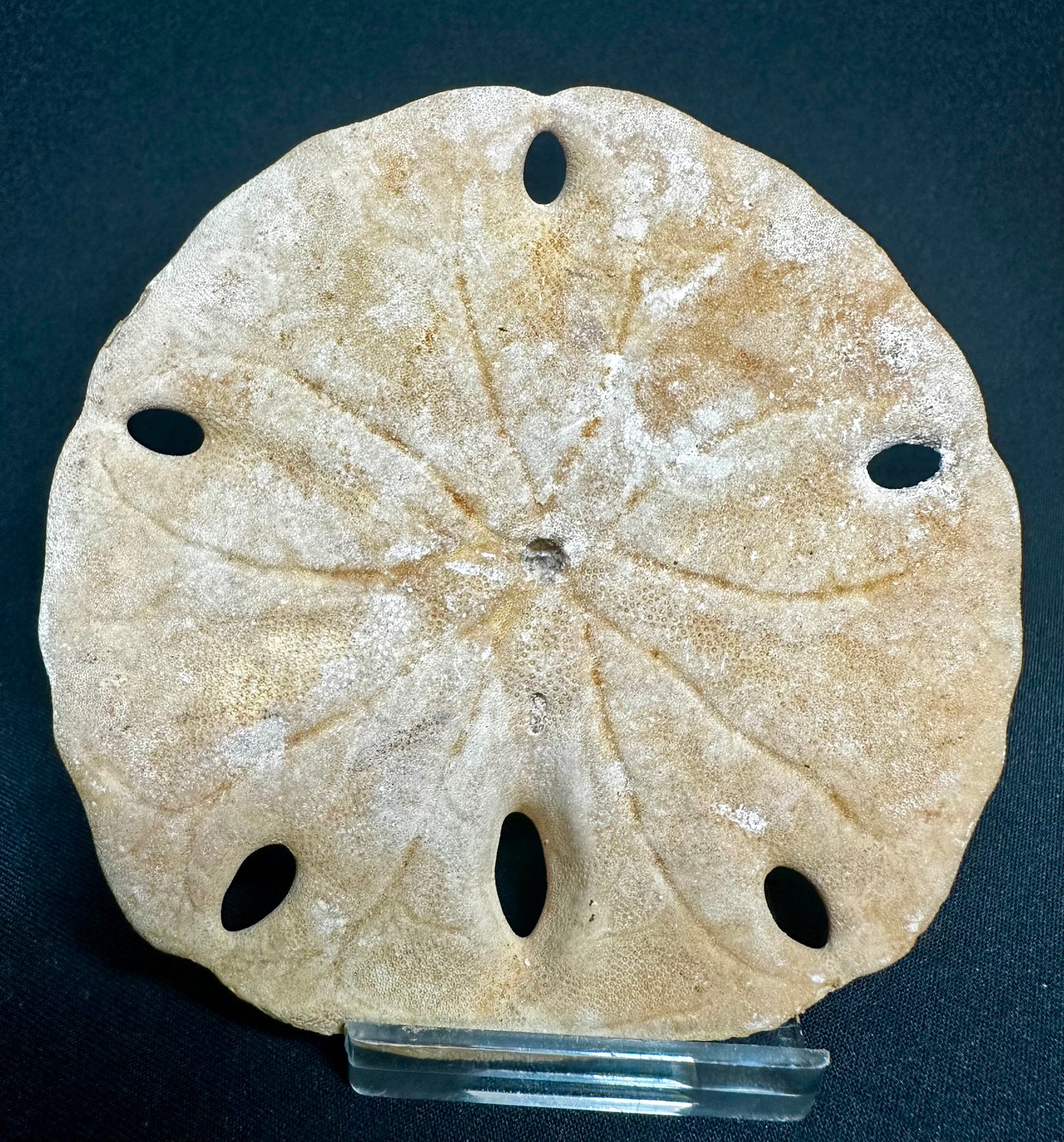 Miocene Fossil Sand-Dollar Sea Urchin (Echinoid) from New Mexico, USA Mellitella californicus