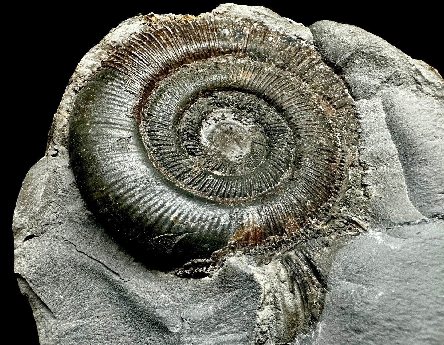 Pos/neg split dactylioceras ammonite