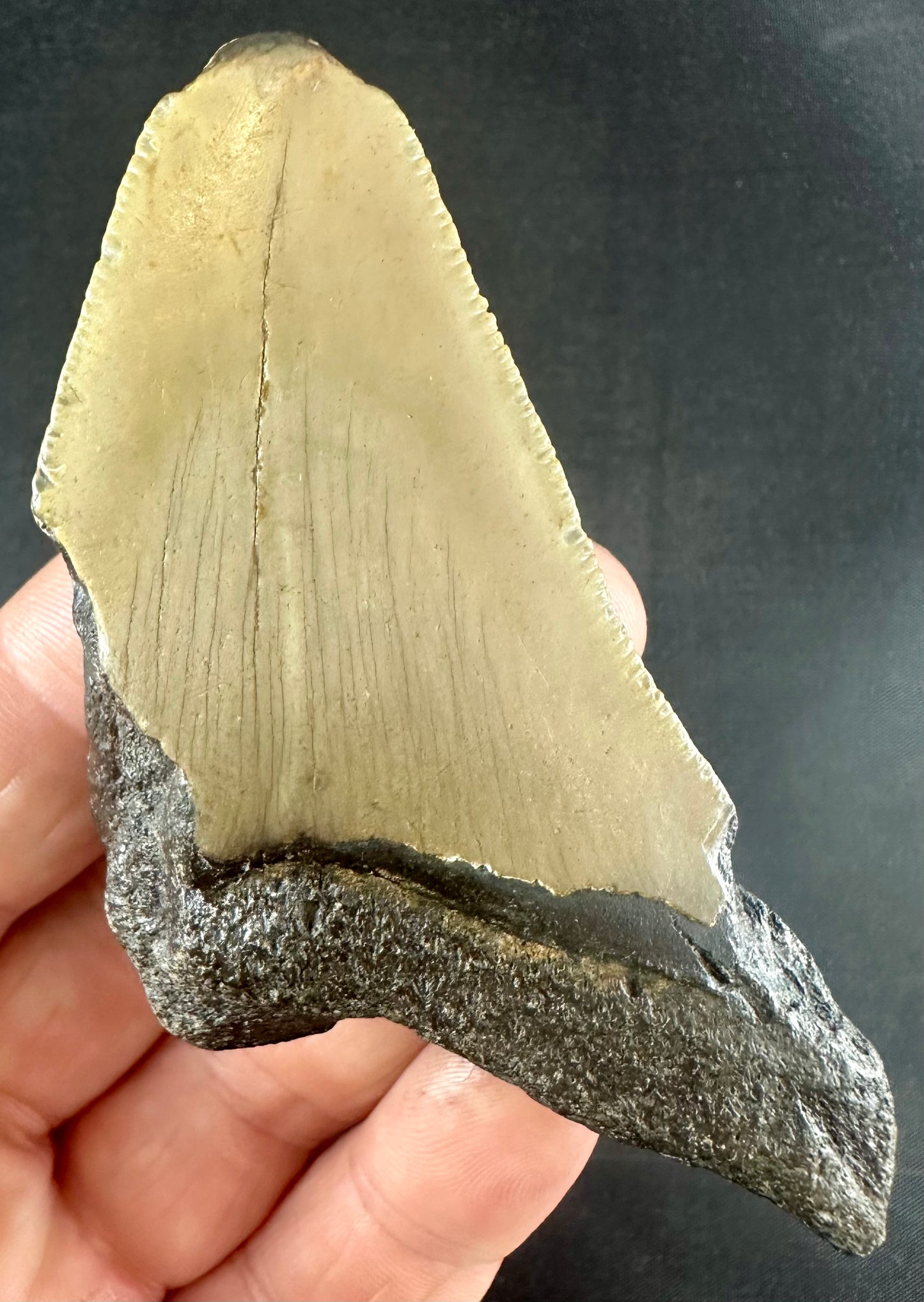 Megalodon Shark Tooth - Miocene - South Carolina - USA